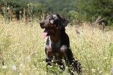 BEAUCERON - PUPPIES 231